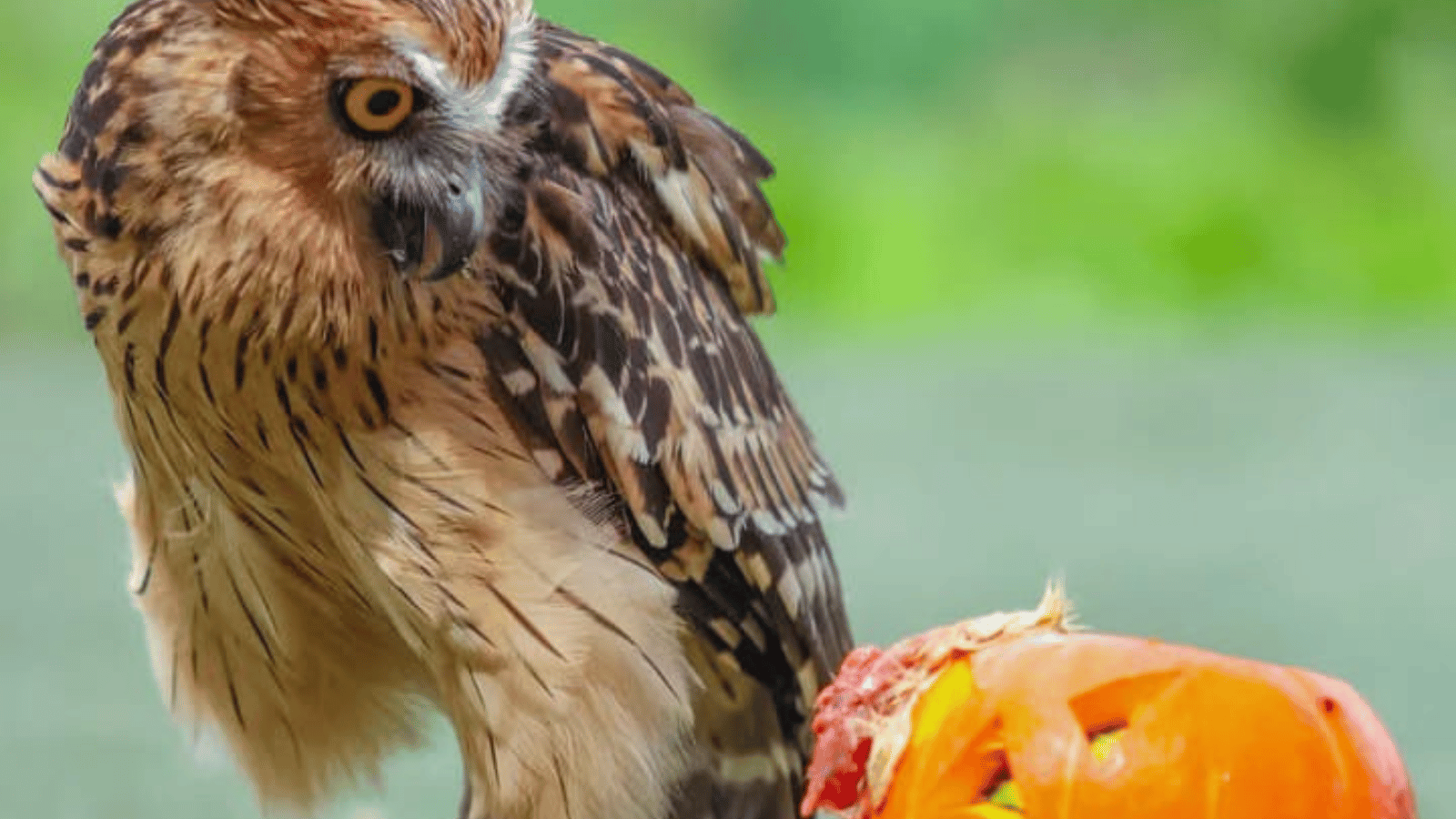 balizoo and bali safari (2)