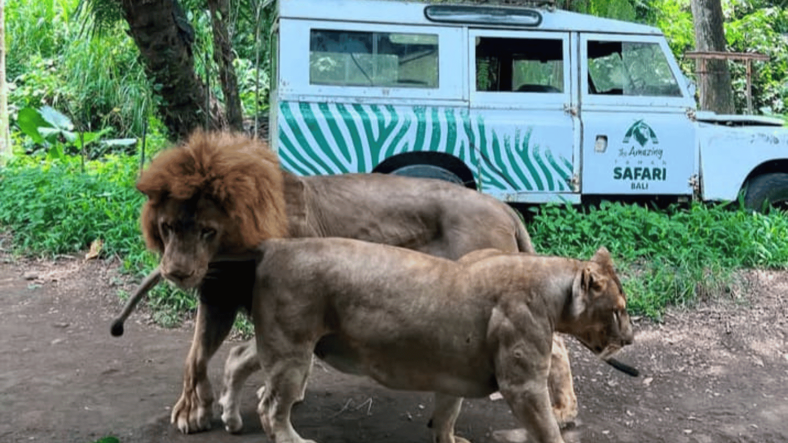 balizoo and bali safari