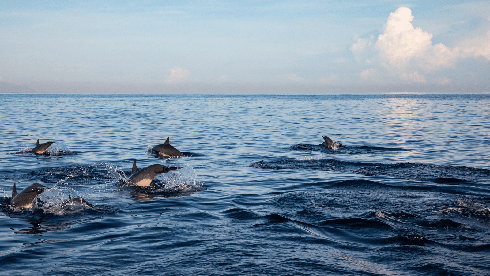 dolphin2