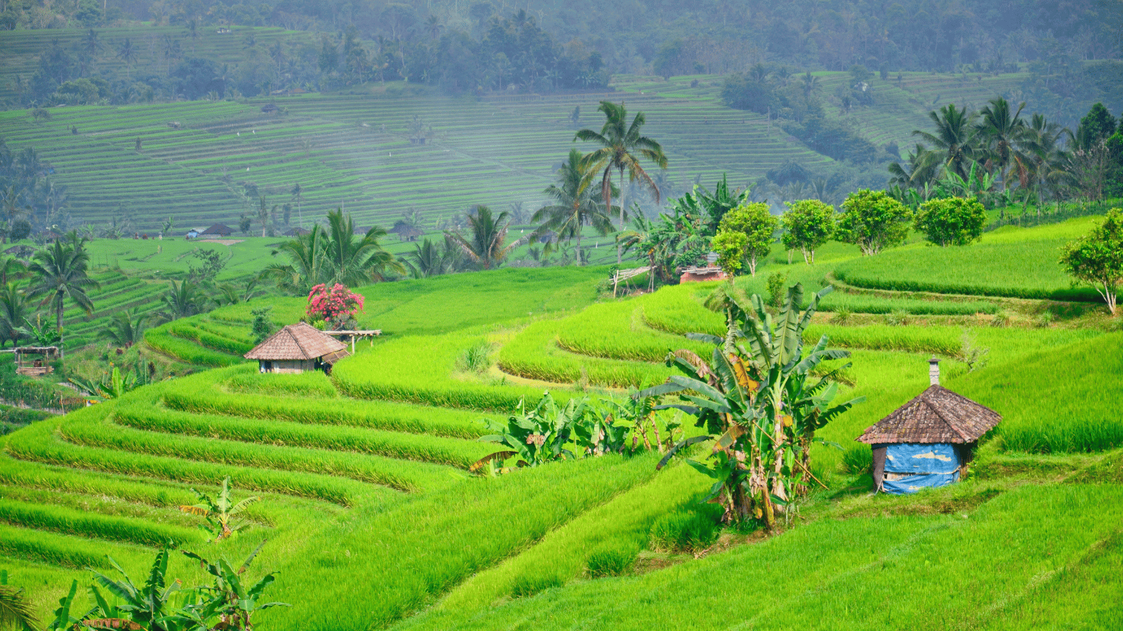 jati Luwih rice terace